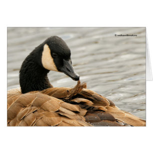 Cartão Canadá: Goose Preening no Lago