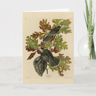 Cartão Canada Jay (Cinza Jay) - Audubon's Birds of Americ