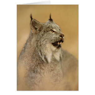 Cartão Canadá Lynx (Lynx canadensis) - Gatos Selvagens
