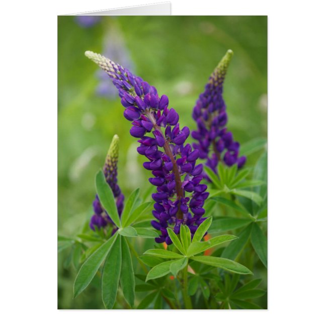 Cartão Canadá, Nova Brunswick, . (Frente)
