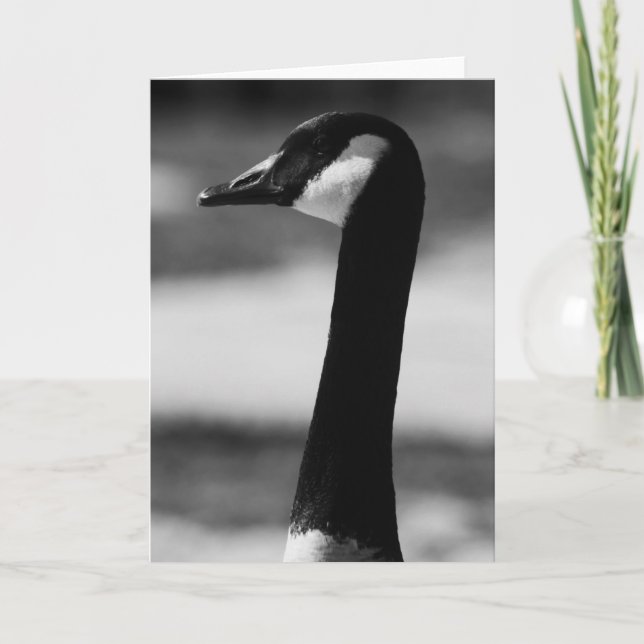 Cartão Canadian Goose Portrait Greeting Card,Note Card (Frente)