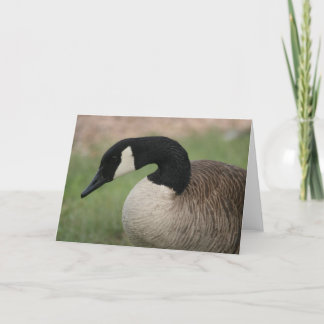 Cartão "Canadian Goose" Wildlife Greeting Card