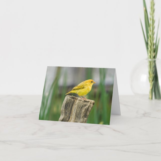 Cartão Canary (Frente)