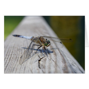 Cartão Cancelamento de espectro