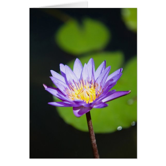 Cartão Cancun, México (Frente)