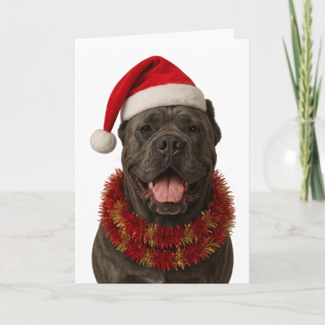 Cartão Cane Corso in a Santa hat Christmas card (Frente)