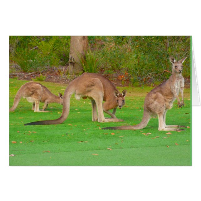 Cartão cangurus (Frente Horizontal)