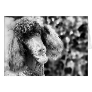 Cartão Caniche
