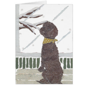 Cartão Caniche de Brown, caniche do chocolate