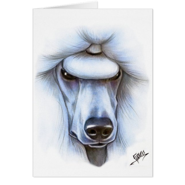 Cartão Caniche padrão branca (Frente)