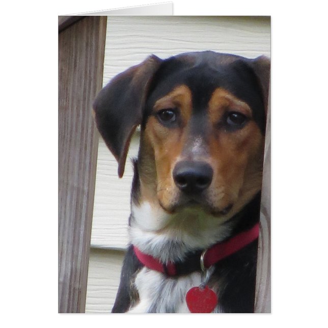 Cartão Canino (Frente)