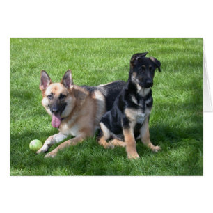 Cartão Caninos do german shepherd - dentro do Vazio