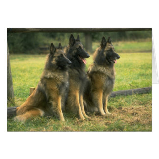 Cartão Caninos german shepherd