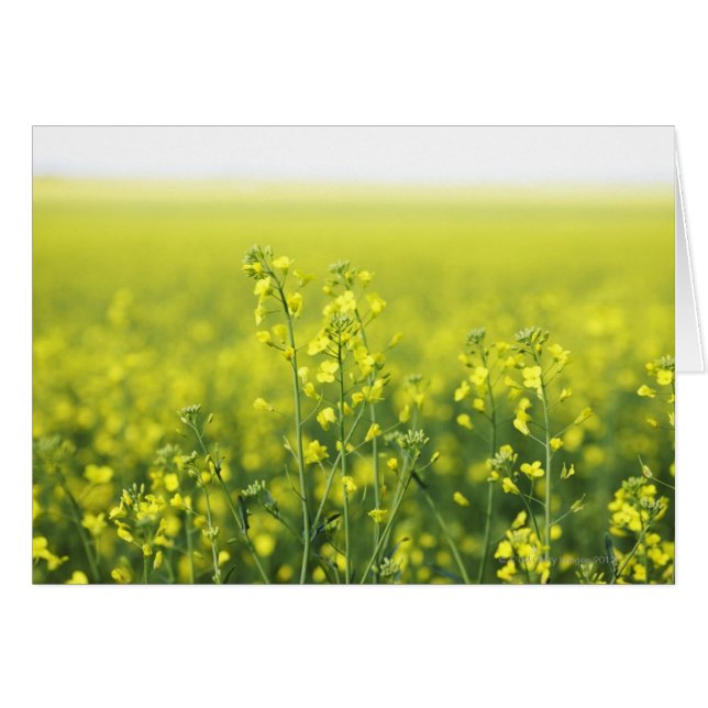 Cartão Canola Flor em Campo. (Frente Horizontal)
