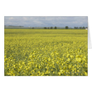 Cartão Canola florescendo no campo.