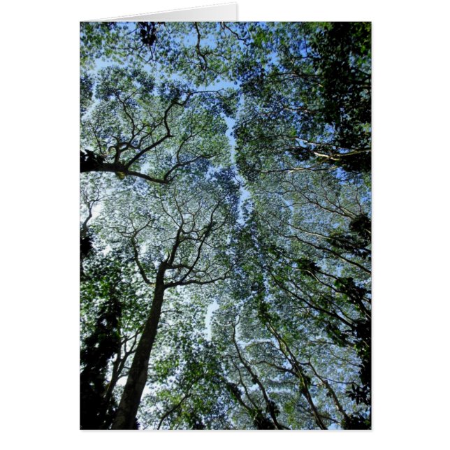 Cartão Canopia da Floresta Chuvosa do Havaí (Frente)