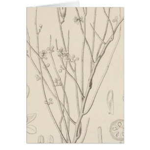 Cartão Canotia holacantha