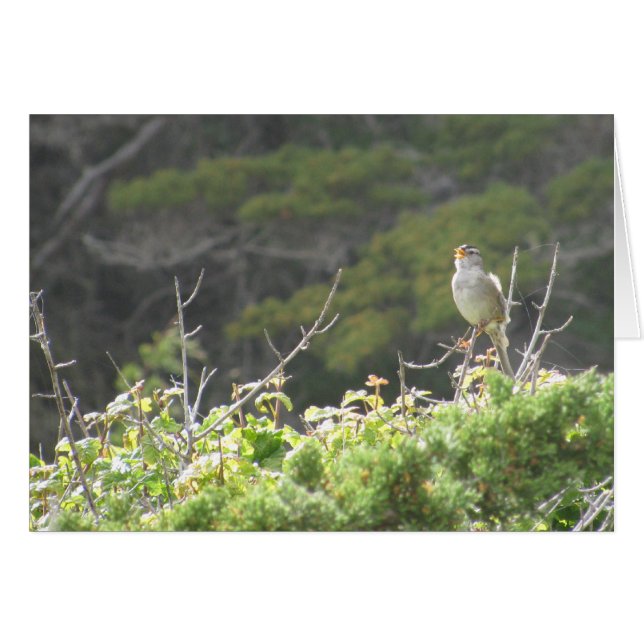 Cartão Cantando Pássaro (Frente Horizontal)