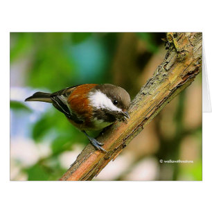 Cartão Cantarilho Curioso E Curioso, De Baca-Chickadee