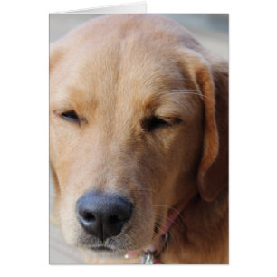 Cartão Cão #2 do golden retriever