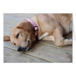 Cartão Cão #3 do golden retriever