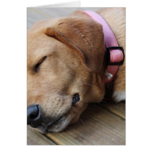 Cartão Cão #4 do golden retriever