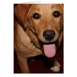 Cartão Cão #5 do golden retriever