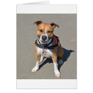 Cartão Cão Adulto American Staffordshire Terrier