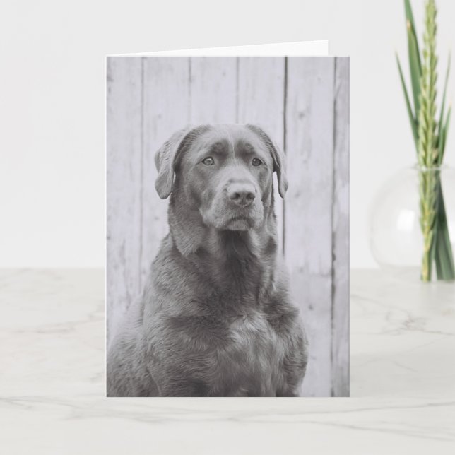 Cartão Cão Americano (Frente)