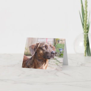 Cartão Cão Brin Notecard do salvamento de Nowzad