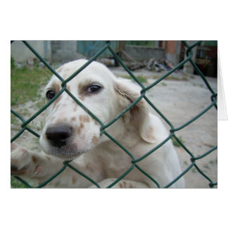 Cartão Cão & cerca