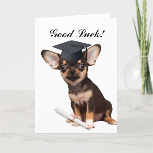 Cartão Cão Chihuahua de Graduação