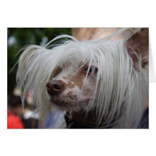 Cartão Cão com crista chinês