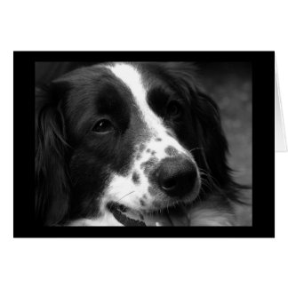 Cartão Cão da Maravilha