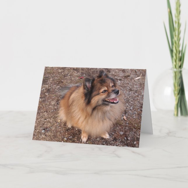 Cartão cão da Pomerânia (Frente)