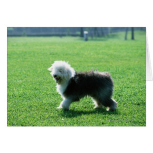Cartão Cão de carneiros inglês velho