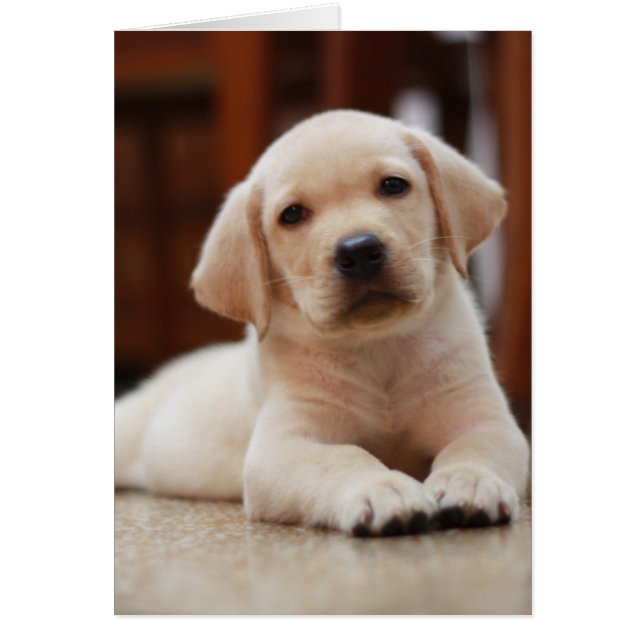 Cartão Cão de filhote de cachorro amarelo de Labrador do (Frente)