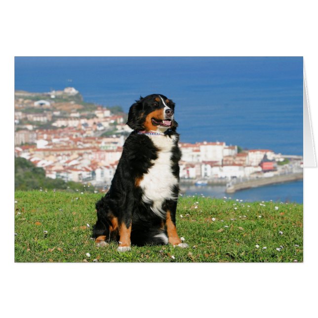 Cartão Cão de gado Bernês posando na praia (Frente Horizontal)