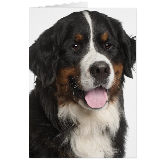 Cartão Cão-de-montanha Bernese (1 ano) (Frente)
