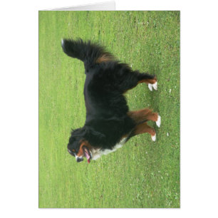 Cartão Cão de montanha de Bernese
