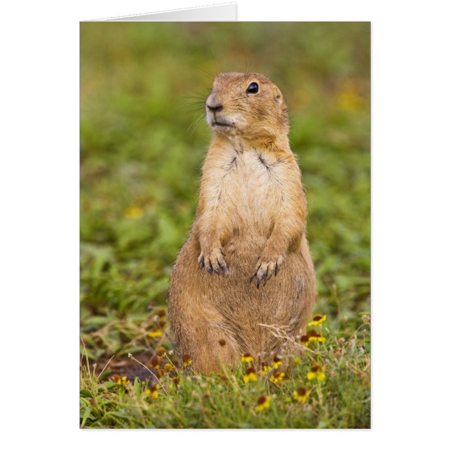 Cartão Cão-de-pradaria-de-cauda-preta Cynomys (Frente)