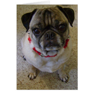 Cartão Cão do Pug
