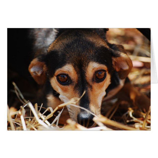 Cartão Cão doce deitado no feno (Frente Horizontal)