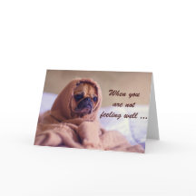 Cão Doente, Simpatia, Humor.