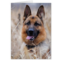 Cão german shepherd
