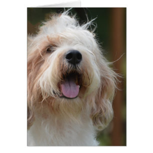 Cartão Cão grande do Basset