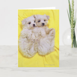 Cartão Cão maltês; é uma raça pequena de cão branco 