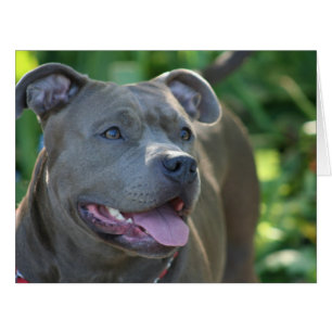 Cartão Cão Pitbull