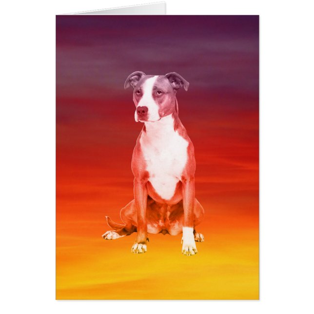 Cartão Cão Pitbull Sentado Na Praia (Frente)