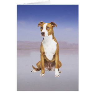 Cartão Cão Pitbull Sentado Na Praia